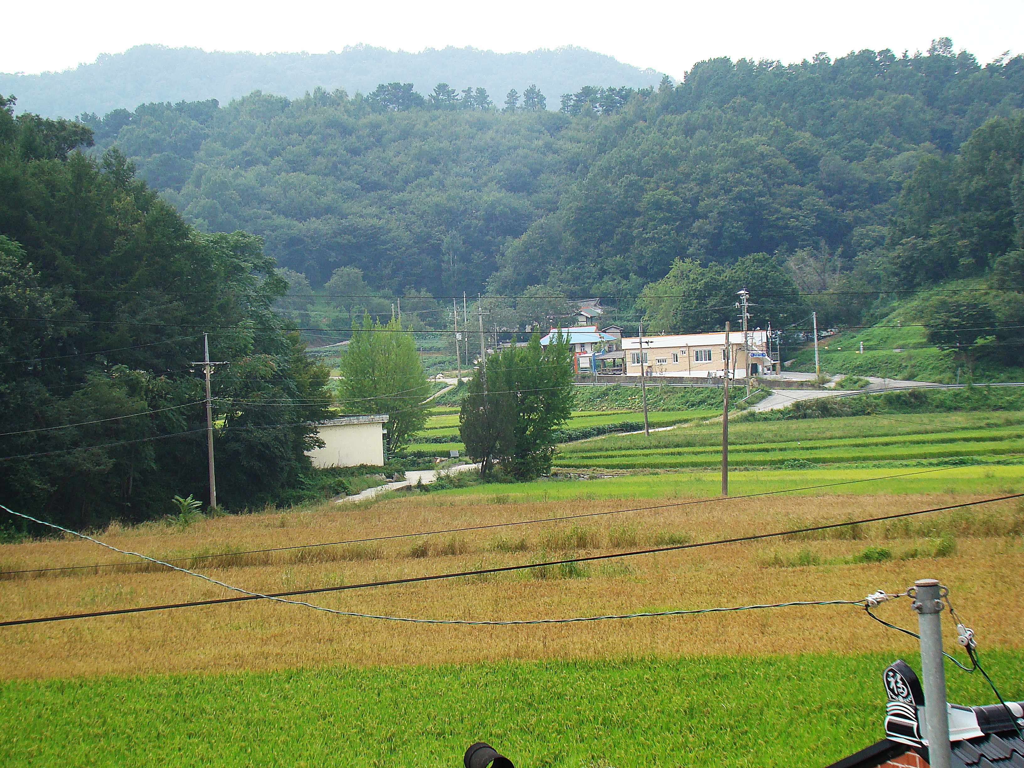 䴺